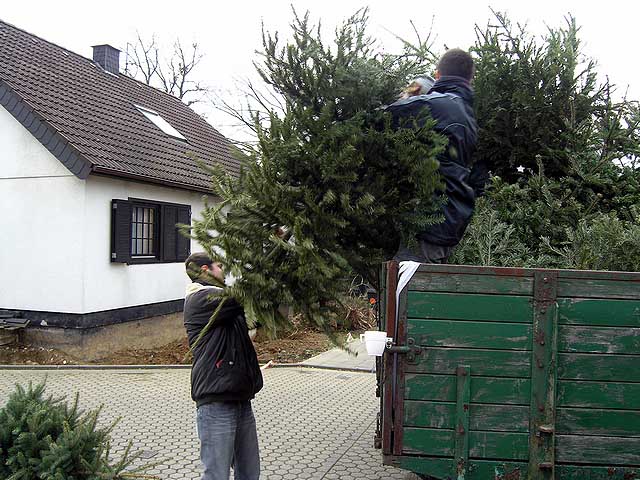 Weihnachtsbaum-Sammlung 2005