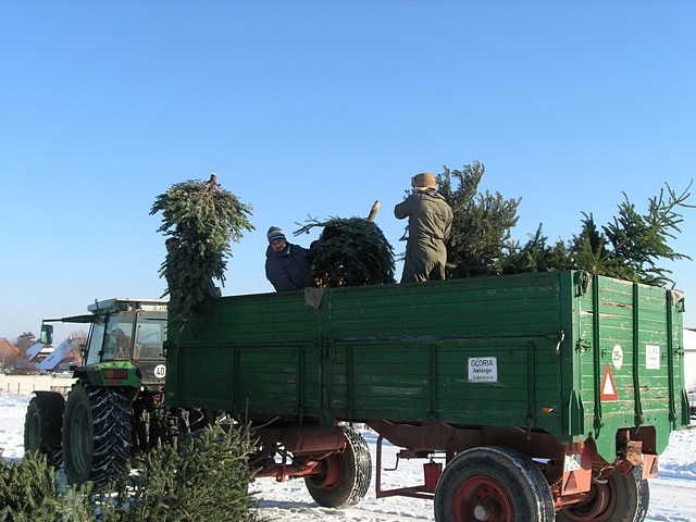 Weihnachtsbaum-Sammlung 2009