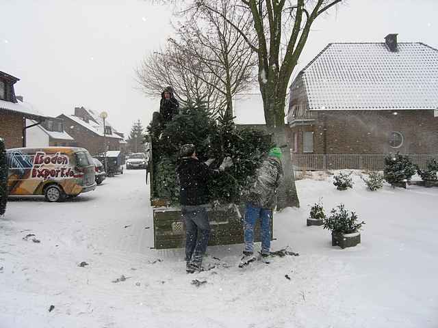 Weihnachtsbaum-Sammlung 2010