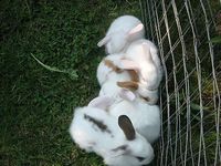 Kaninchen abzugeben