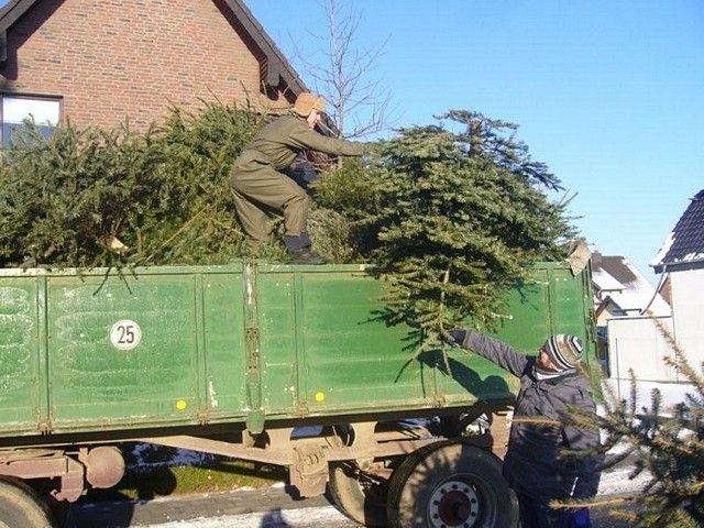 Weihnachtsbaum-Sammlung 2009