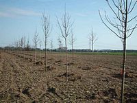 Neue Bäume bei Dorsfeld