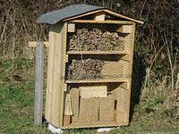 Aufstellen des Wildbienen-Hauses