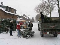 Weihnachtsbaum-Sammlung 2010